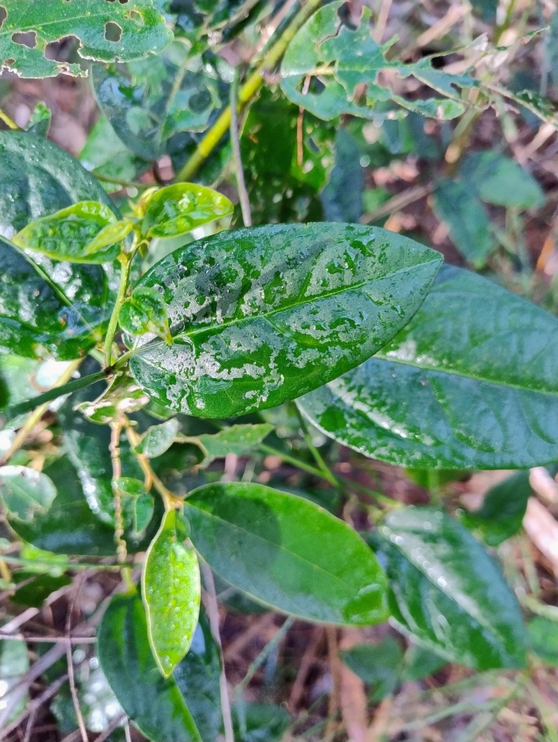 Hypserpa decumbens photo 3