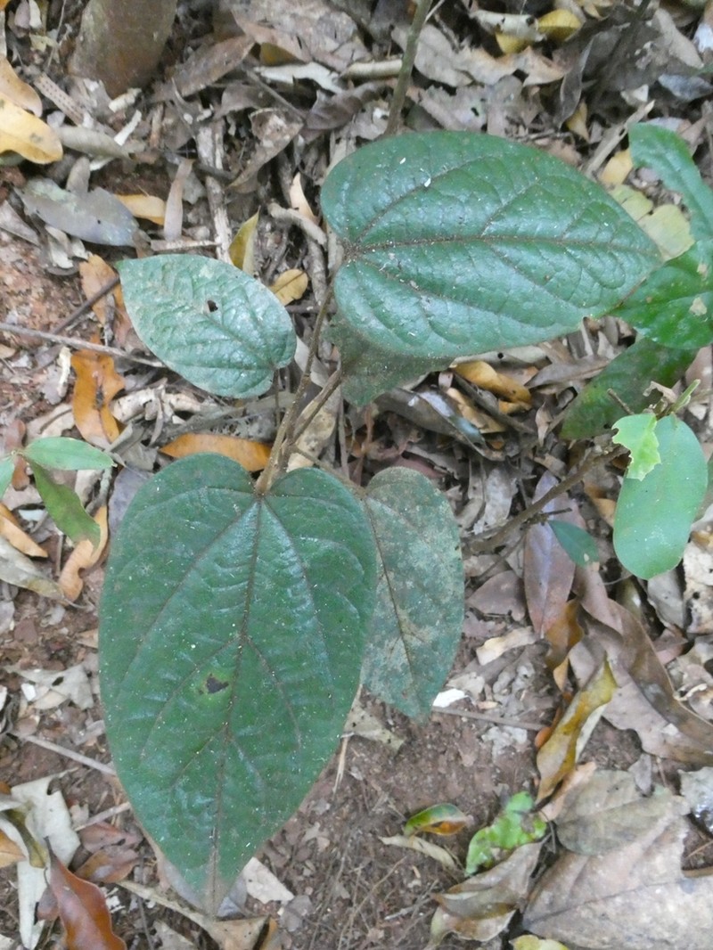 Hypserpa decumbens photo 4