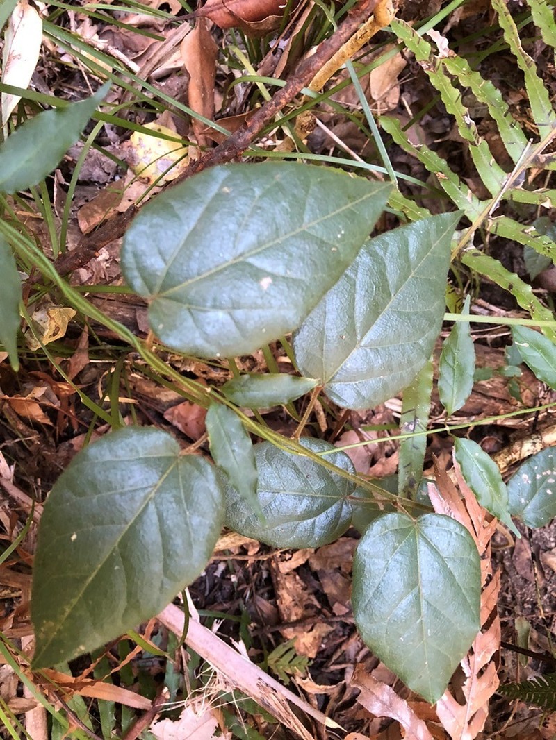Hypserpa decumbens photo 5