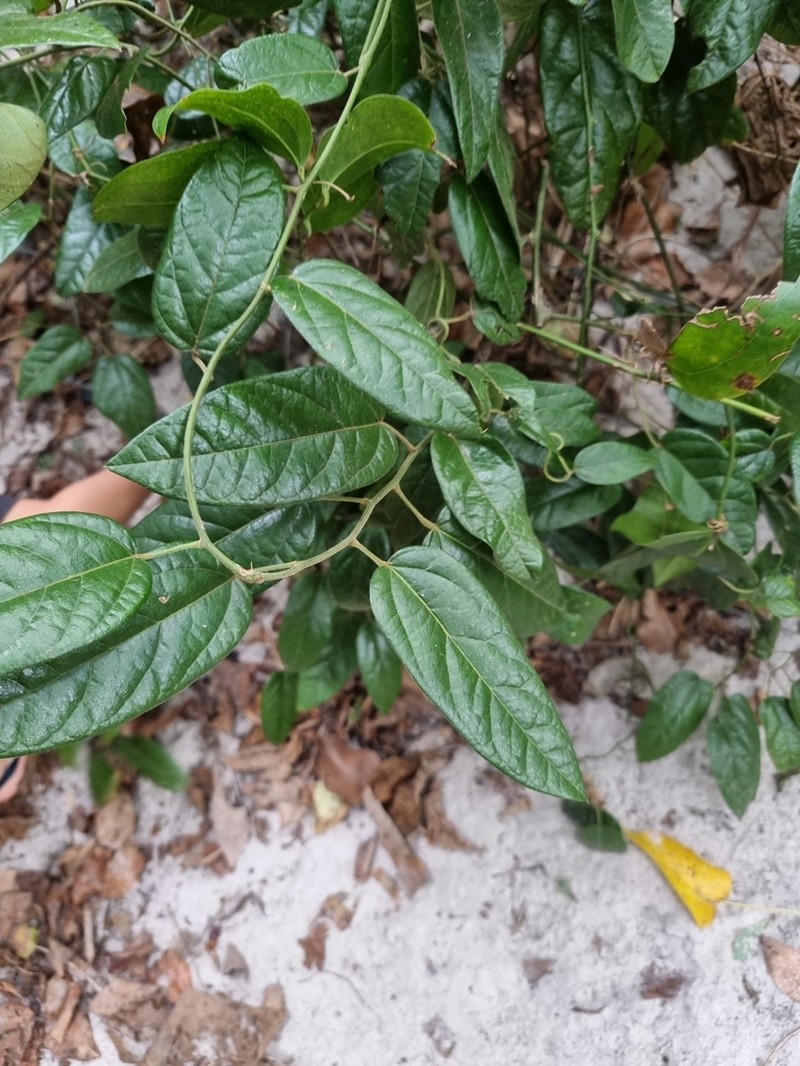 Hypserpa decumbens photo 6