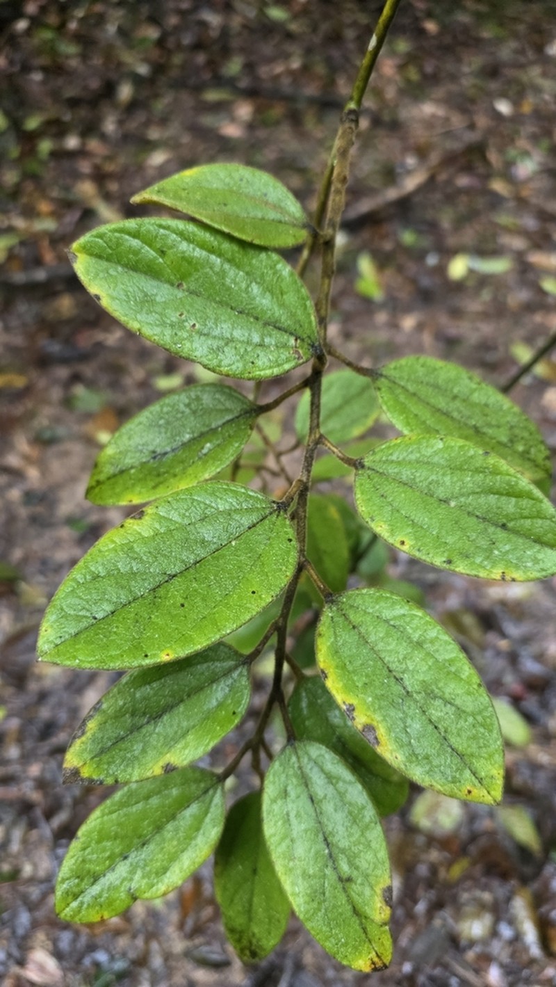 Hypserpa decumbens photo 7