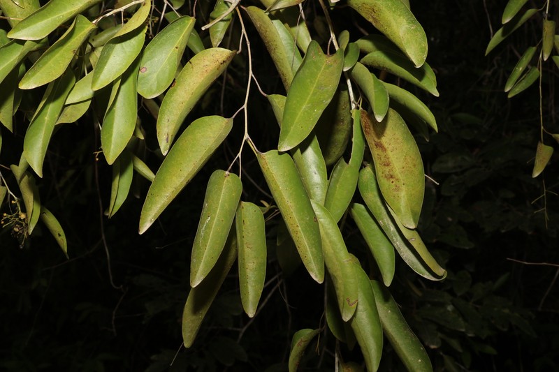 Hypserpa laurina