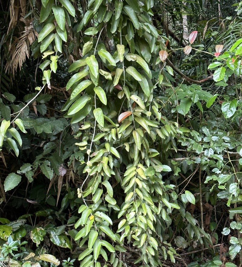 Hypserpa laurina photo 2
