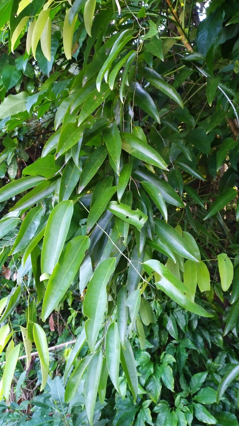 Hypserpa laurina photo 3