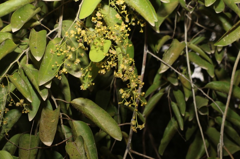 Hypserpa laurina photo 4