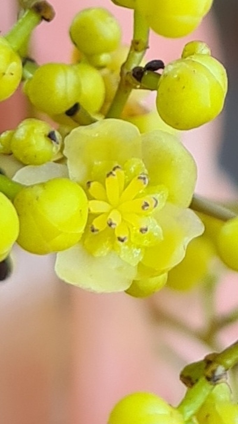 Hypserpa laurina photo 5
