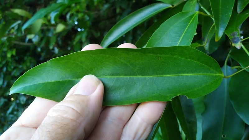Hypserpa laurina photo 6