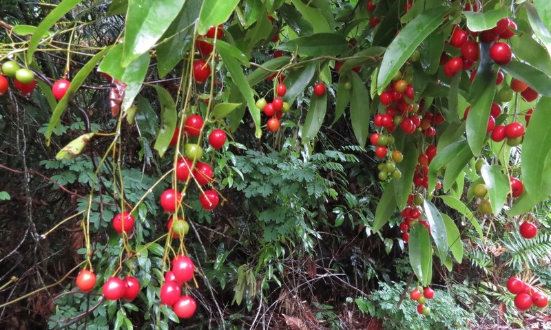 Hypserpa laurina photo 7