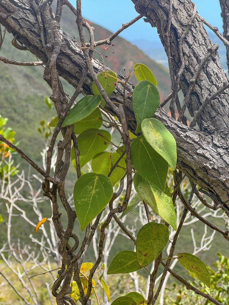 Hypserpa mackeei