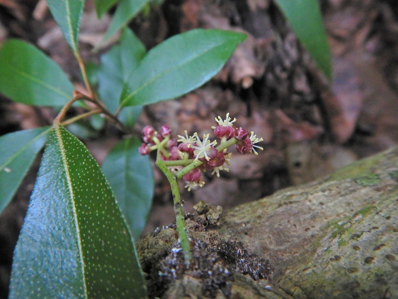 Hypserpa neocaledonica