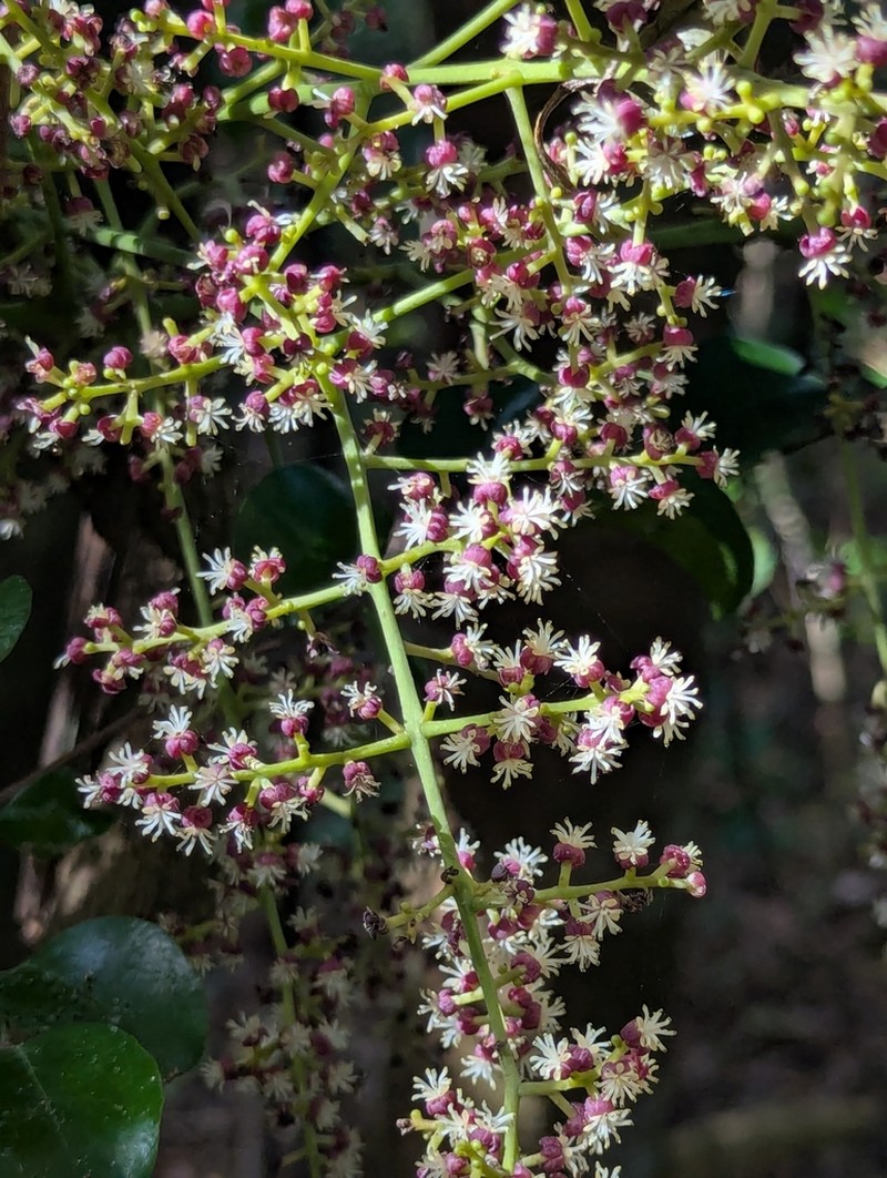 Hypserpa neocaledonica photo 2