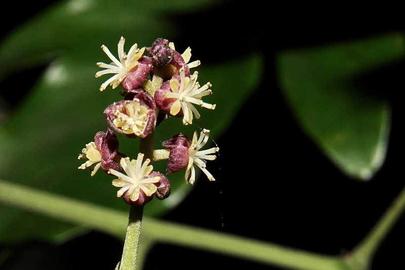 Hypserpa neocaledonica photo 3
