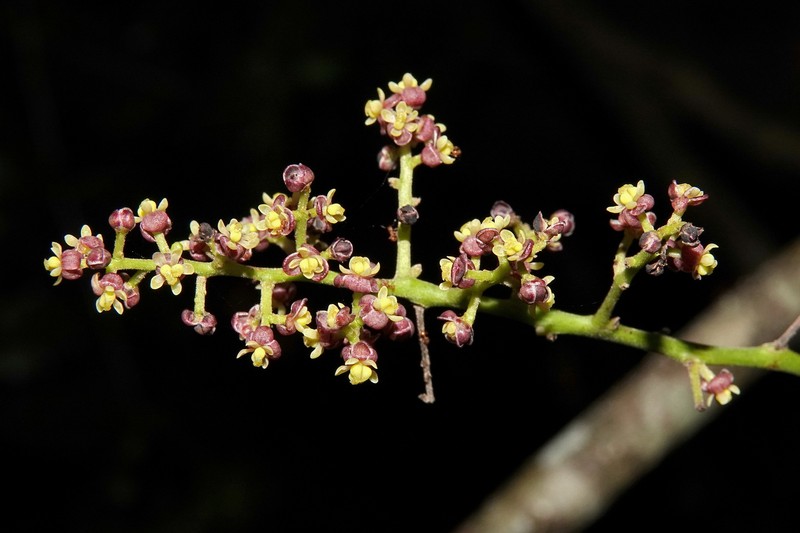 Hypserpa neocaledonica photo 6