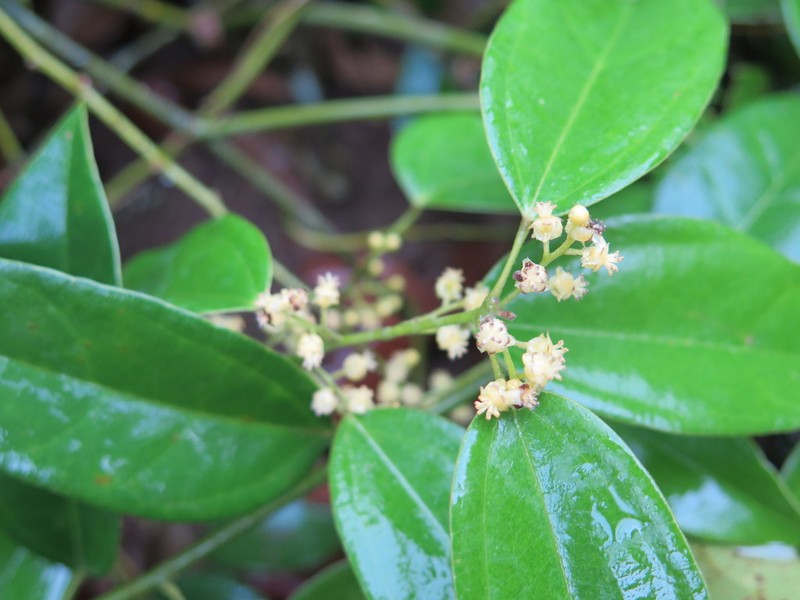 Hypserpa nitida