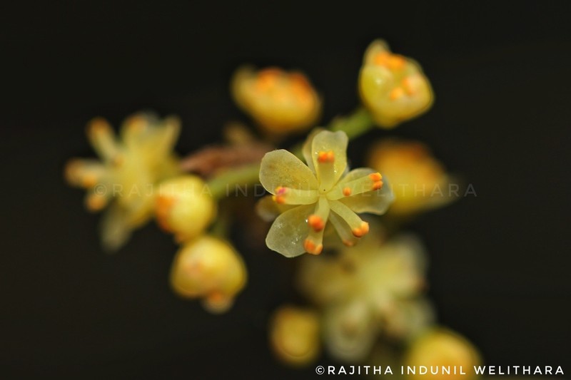 Hypserpa nitida photo 2
