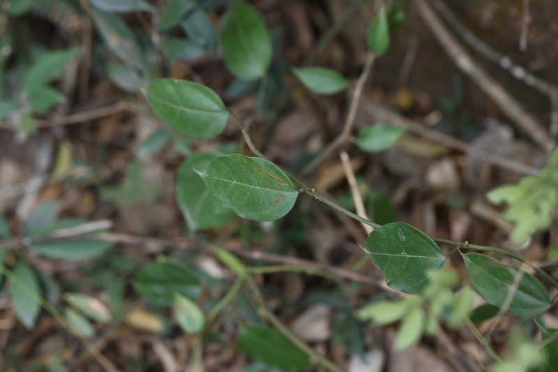 Hypserpa nitida photo 3