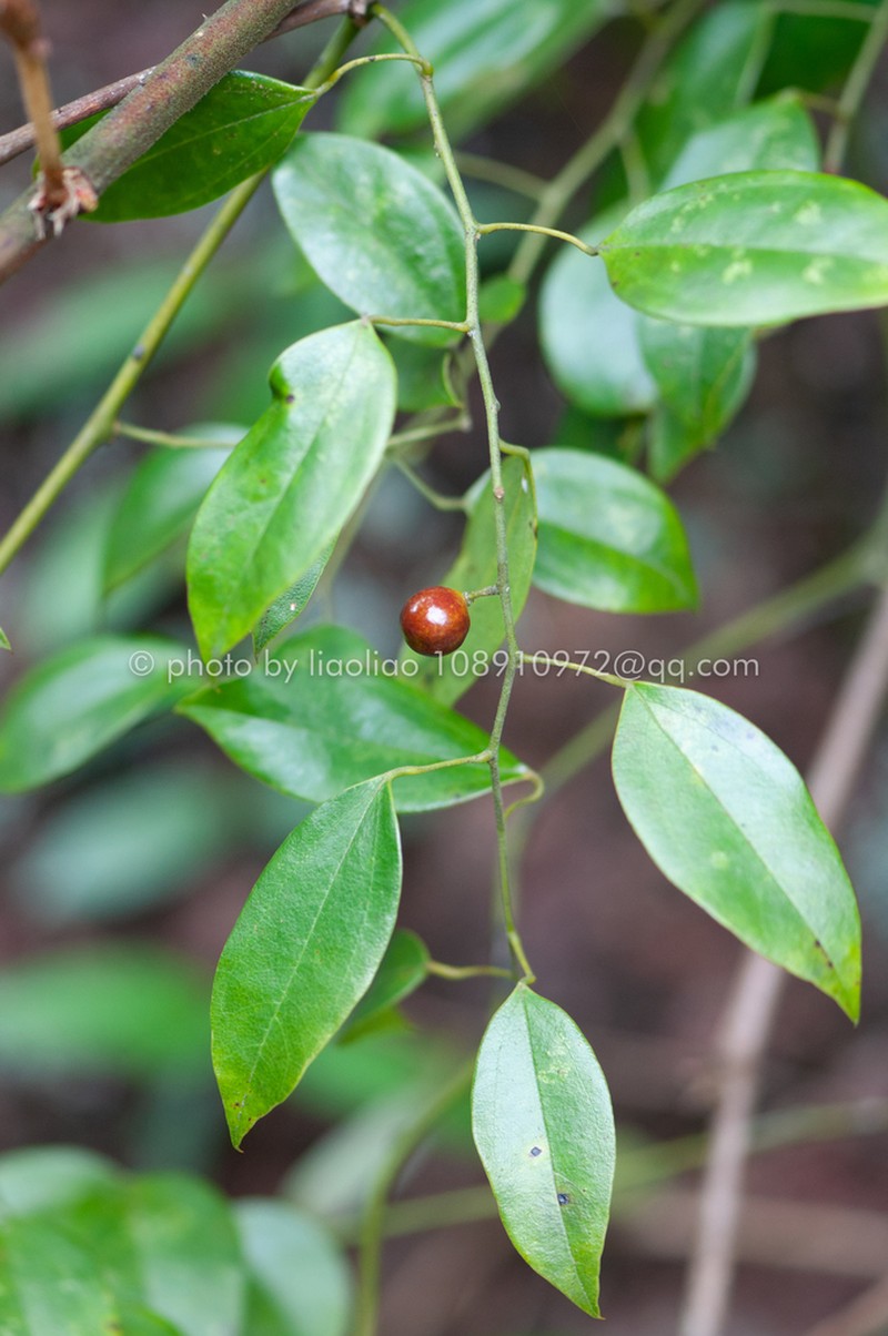 Hypserpa nitida photo 4