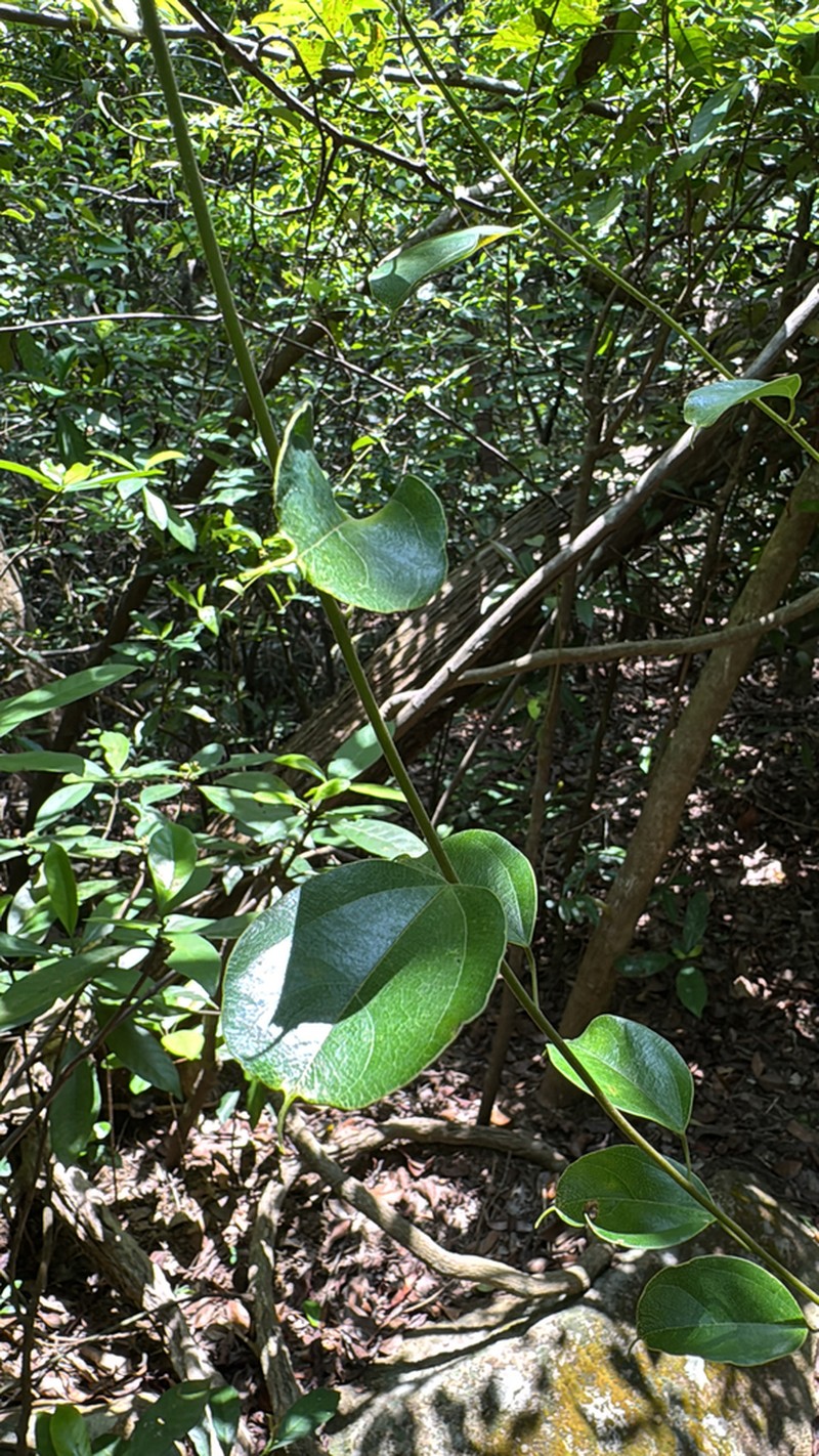 Hypserpa nitida photo 5