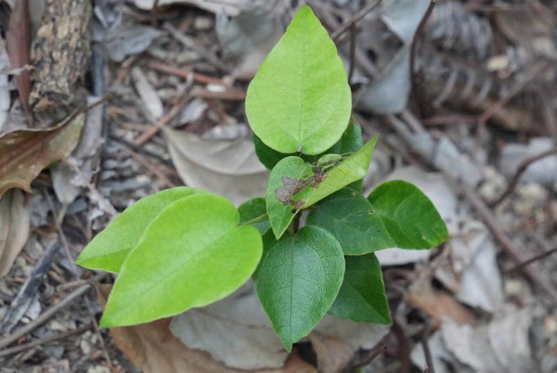 Hypserpa nitida photo 6