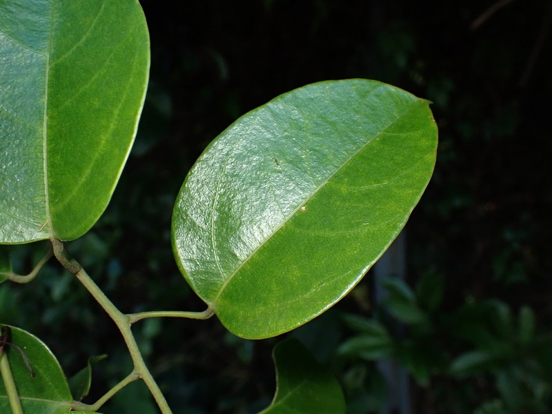 Hypserpa nitida photo 7