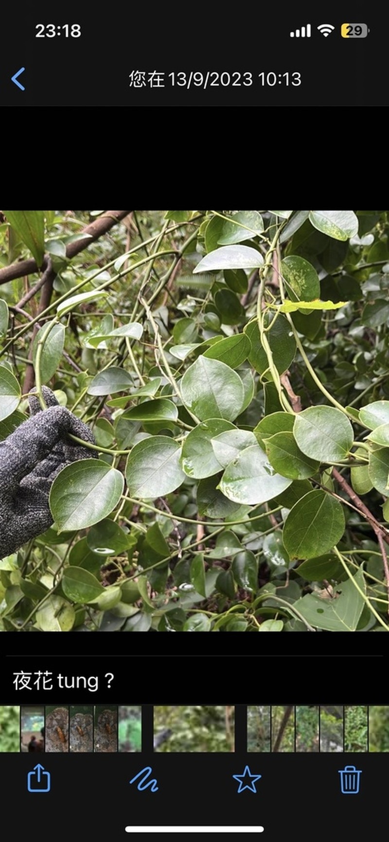 Hypserpa nitida photo 8
