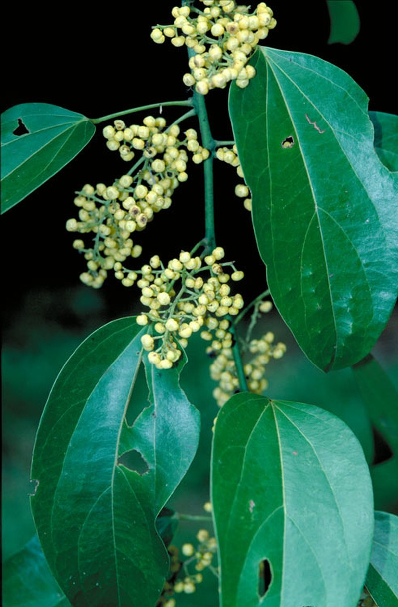 Hypserpa polyandra