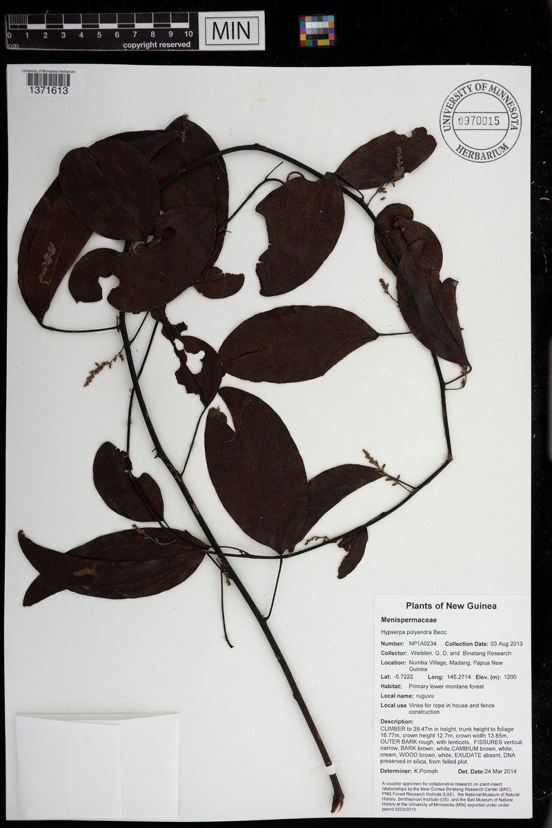Hypserpa polyandra photo 2