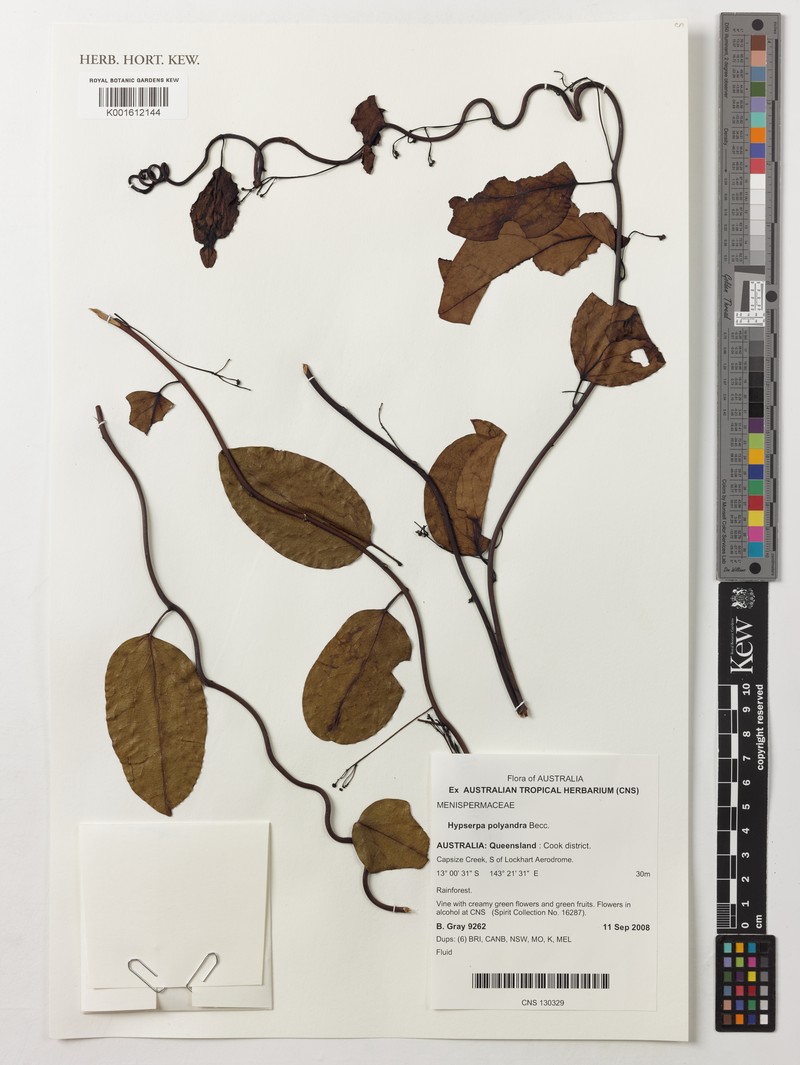 Hypserpa polyandra photo 3