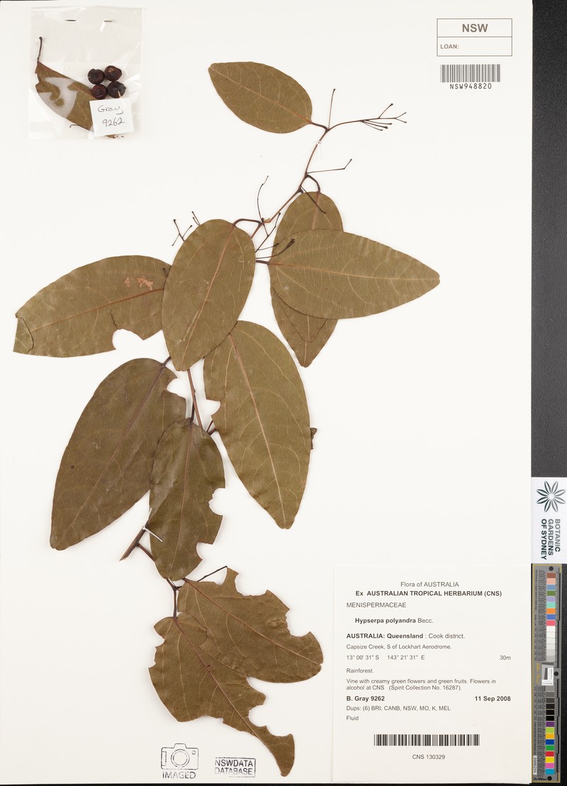 Hypserpa polyandra photo 5
