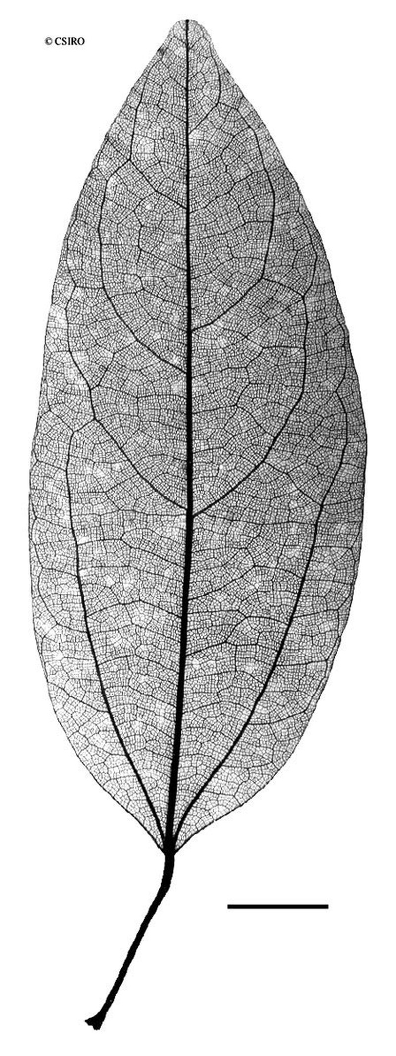 Hypserpa polyandra photo 6