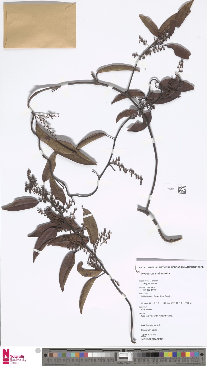 Hypserpa smilacifolia photo 3