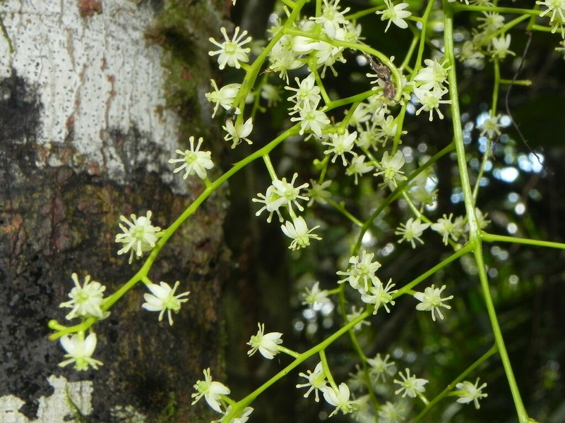 Hypserpa vieillardii