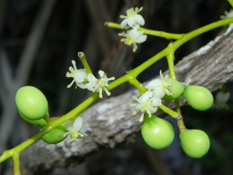 Hypserpa vieillardii photo 3