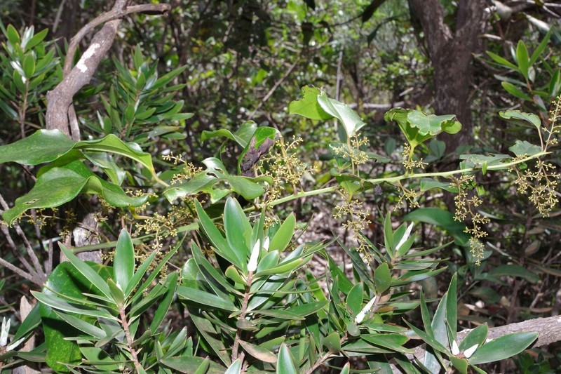 Hypserpa vieillardii photo 5