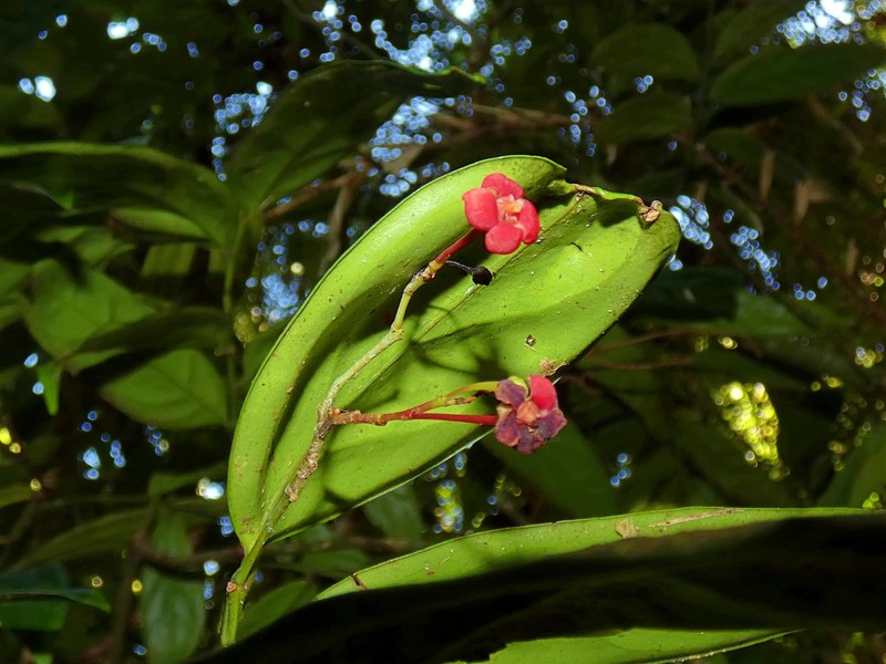 Hypsophila dielsiana