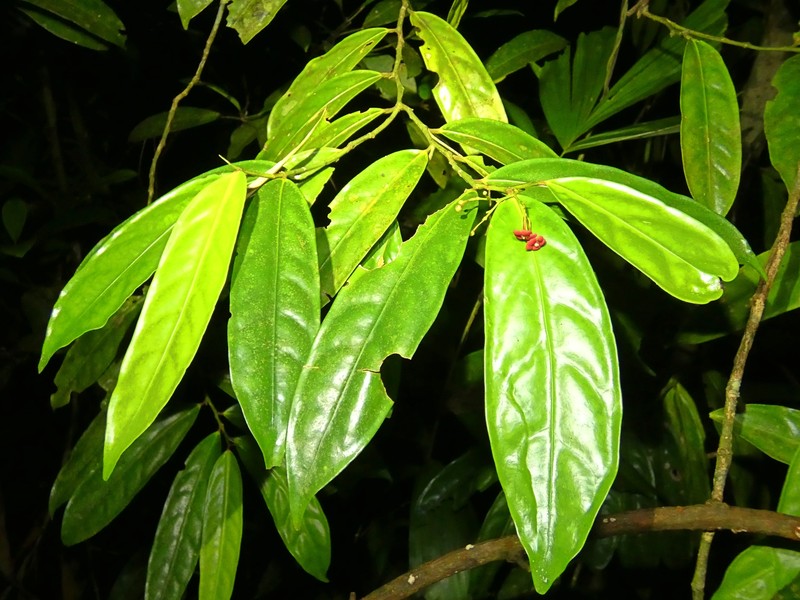 Hypsophila dielsiana photo 3
