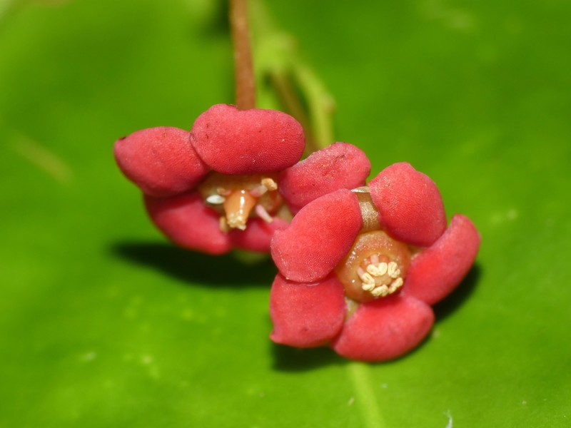 Hypsophila dielsiana photo 4