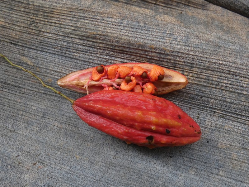Hypsophila dielsiana photo 5