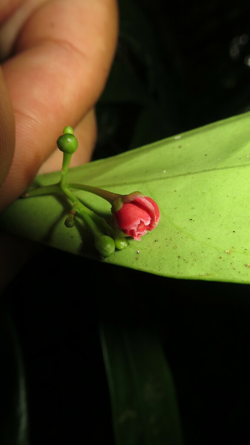 Hypsophila dielsiana photo 7