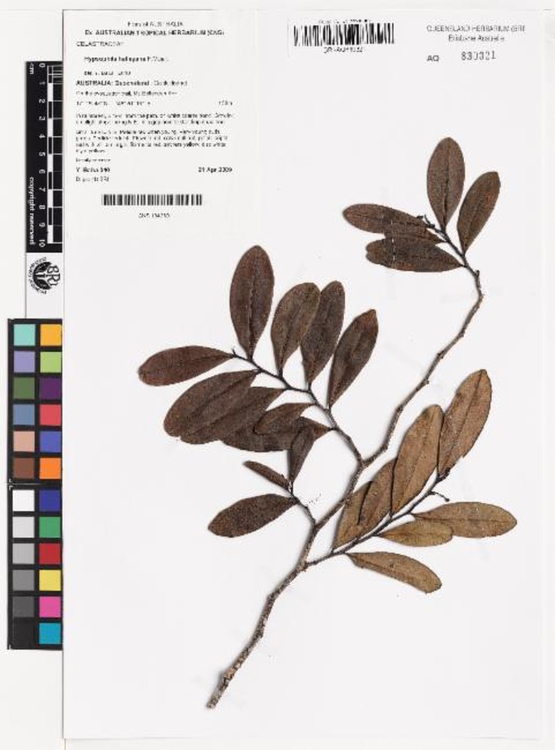 Hypsophila halleyana photo 7
