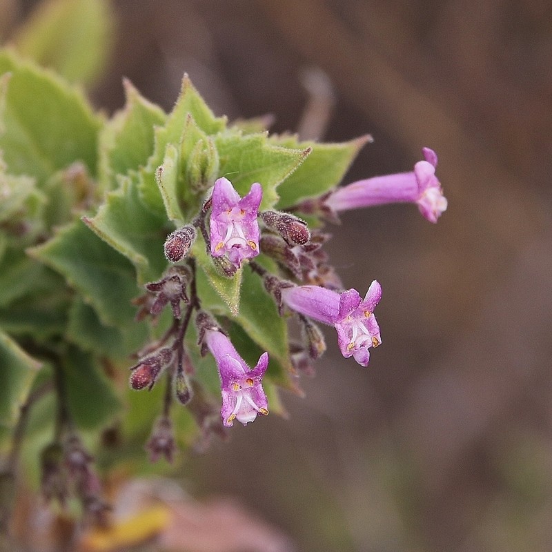 Hyptidendron roseum photo 2