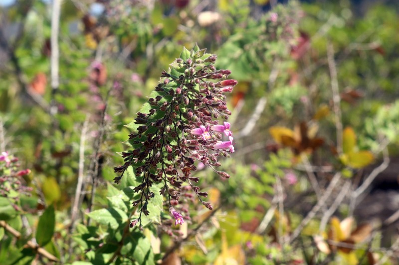 Hyptidendron roseum photo 4