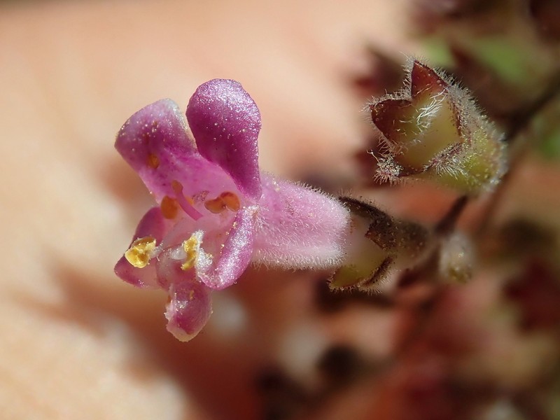 Hyptidendron roseum photo 5