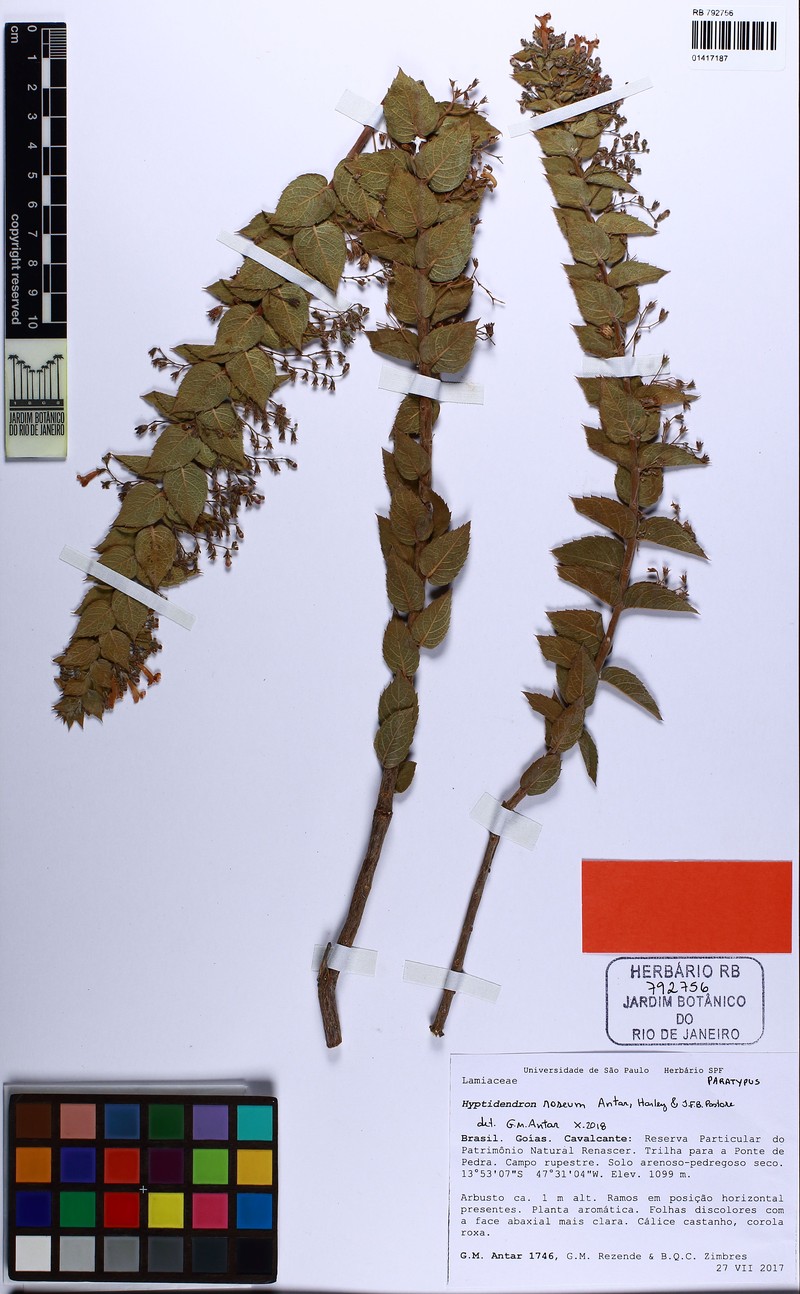 Hyptidendron roseum photo 6