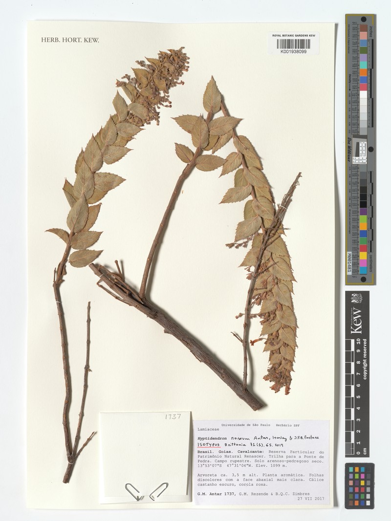 Hyptidendron roseum photo 7