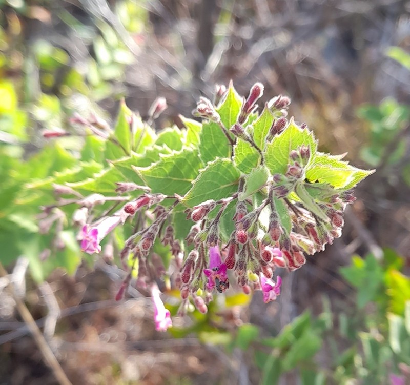 Hyptidendron roseum