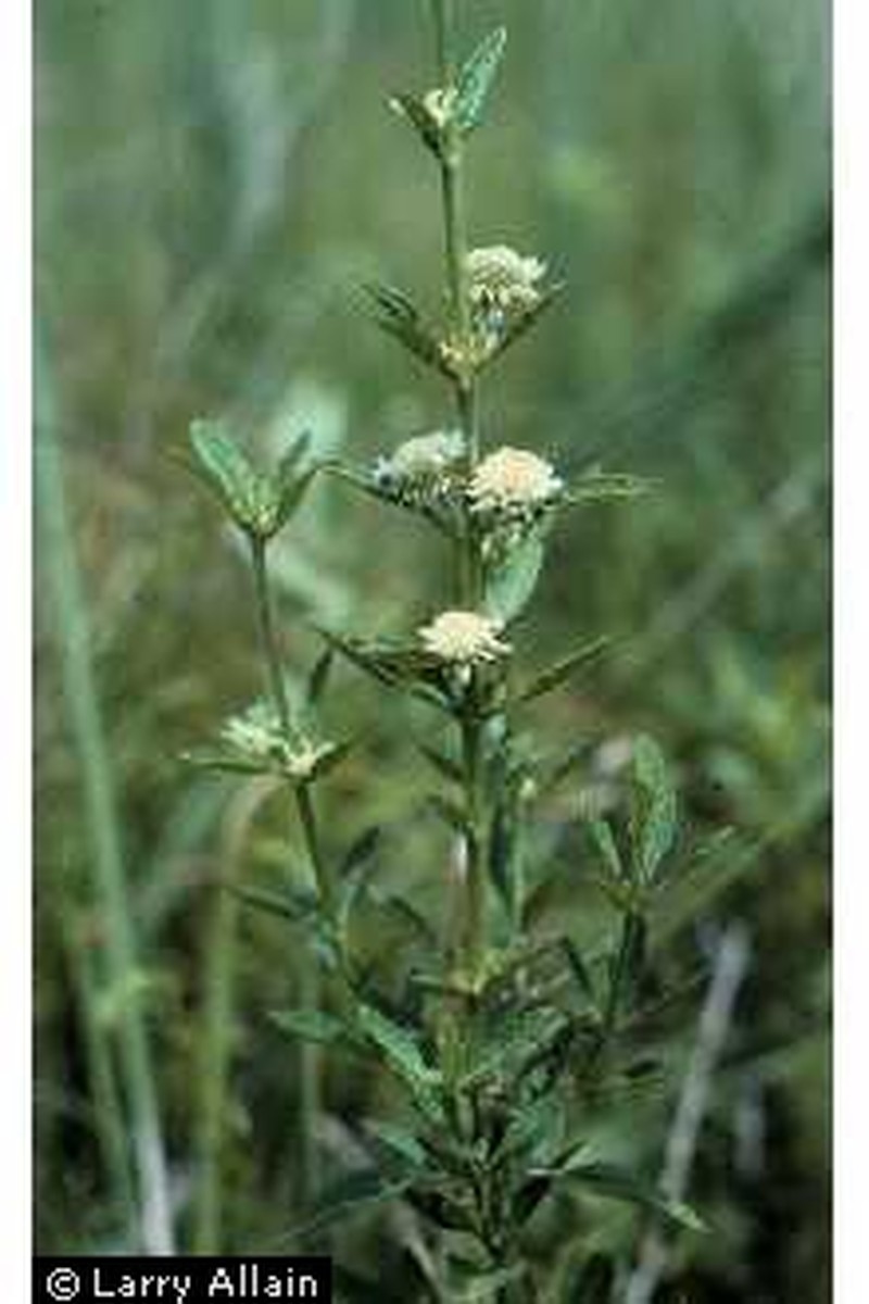 Clustered Bushmint