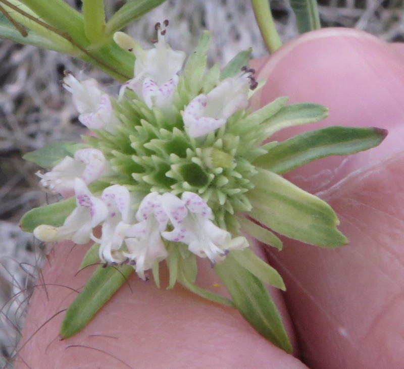 Clustered Bushmint