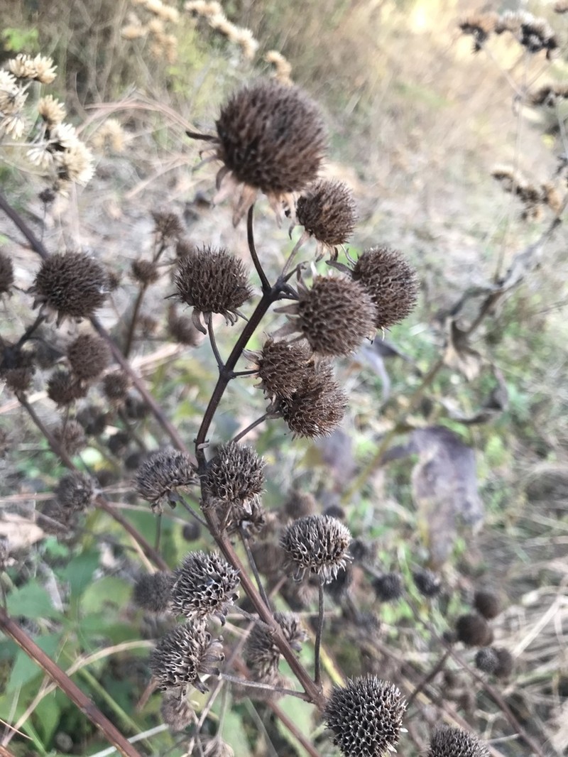 Clustered Bushmint photo 2