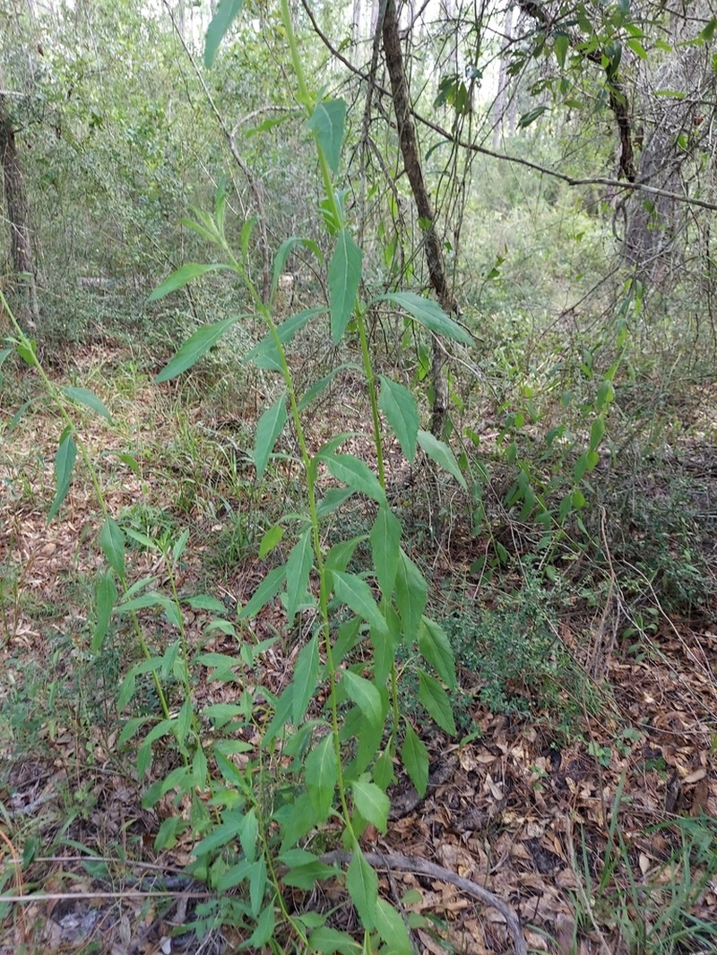 Clustered Bushmint photo 3